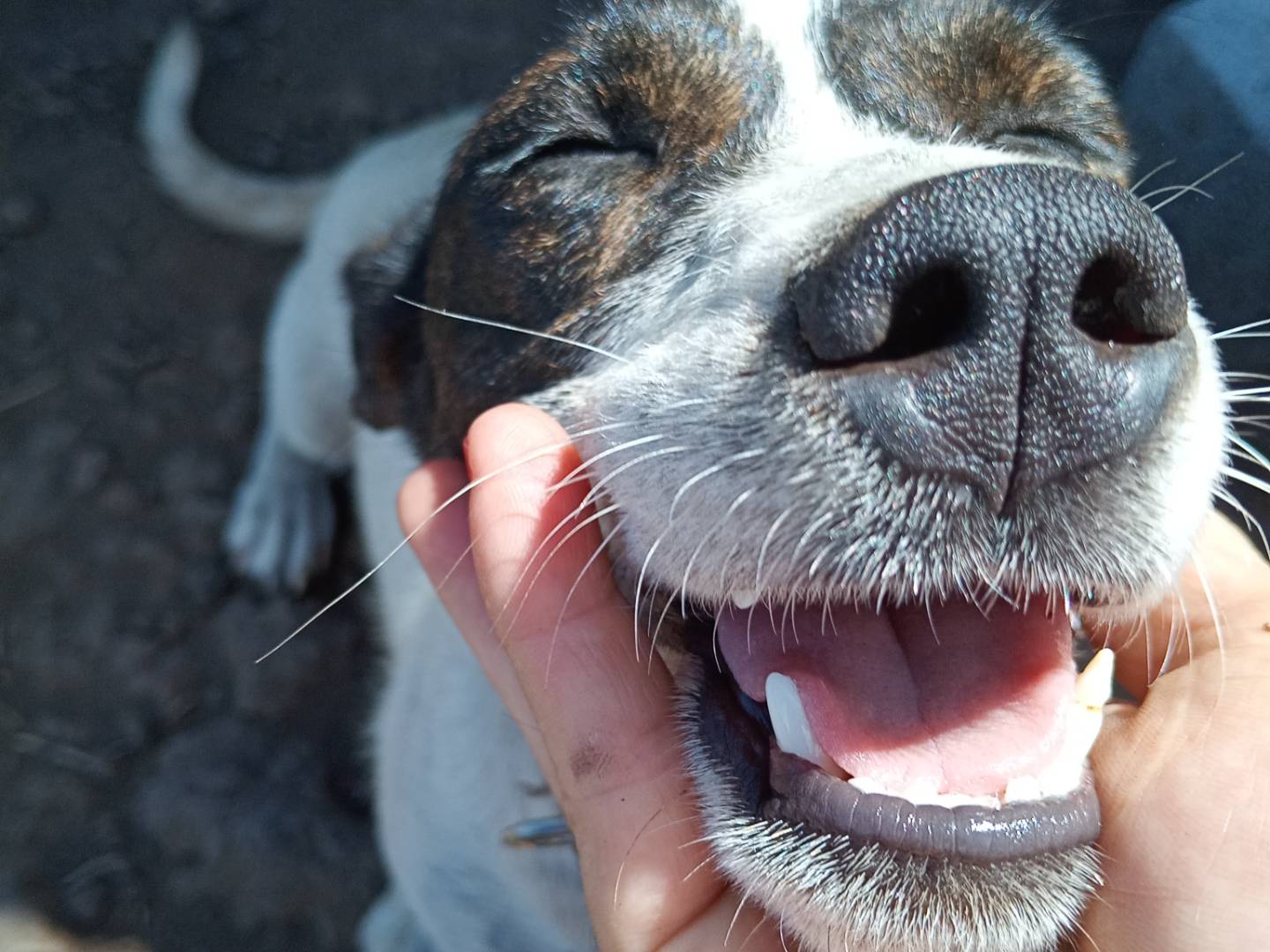Vuoi adottare un cane a Varese?