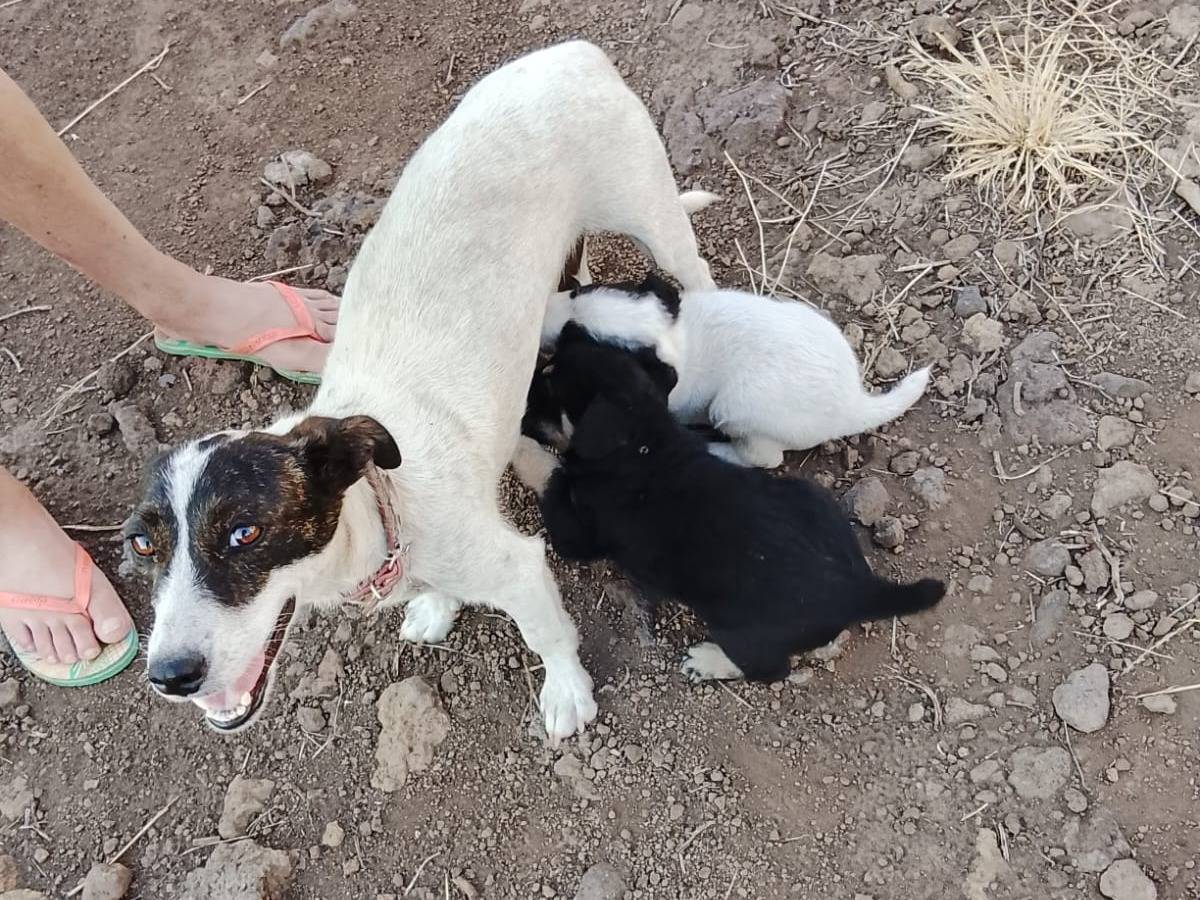 Adotta il cane CANDY a Varese