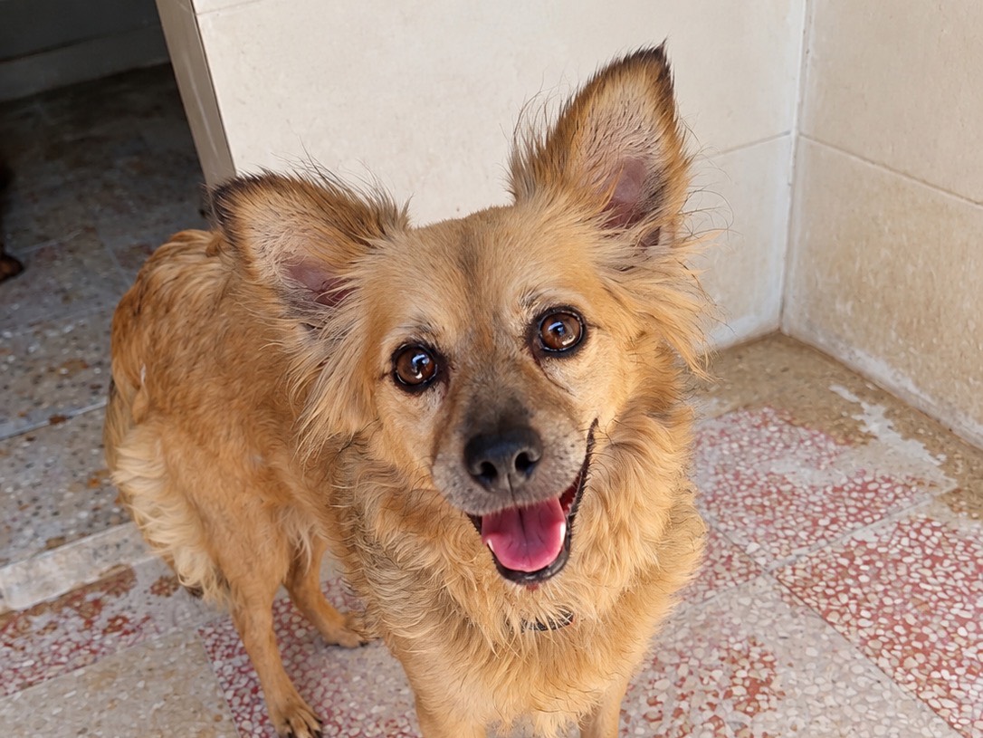 Adozione cane, femmina, Razza sconosciuta Razza sconosciuta, 3 anni e 4 mesi, taglia piccola, Foggia