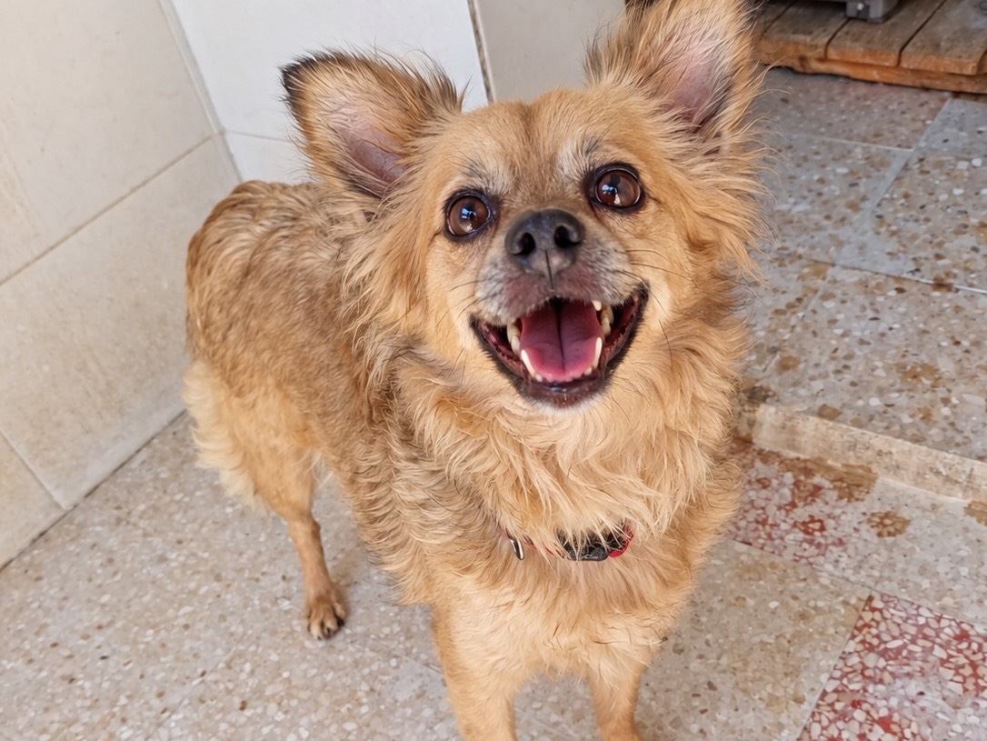 Adotta un cane, femmina, 3 anni e 4 mesi, Foggia