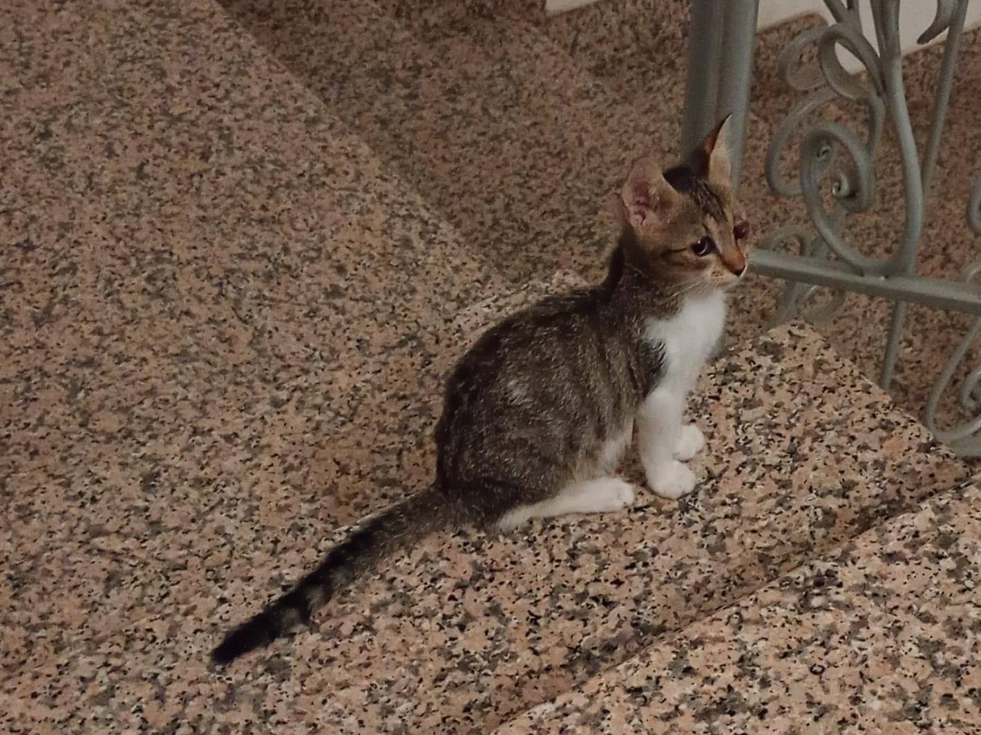 Foto 2 dell'animale