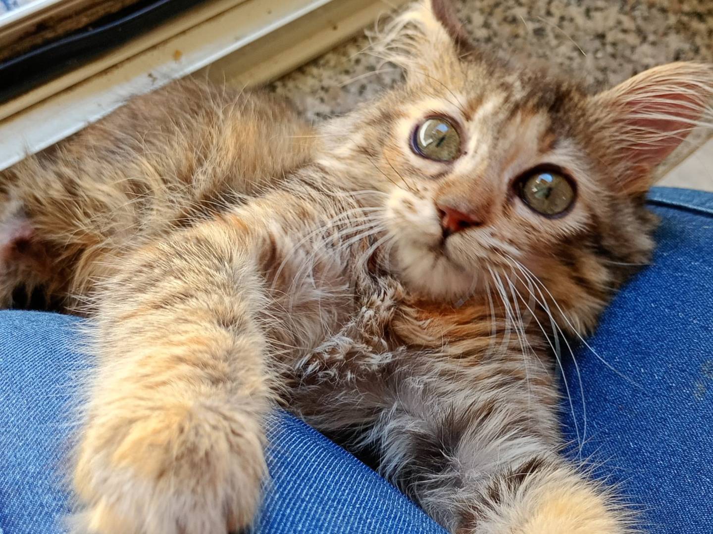 Adozione gatto, femmina, Razza sconosciuta Razza sconosciuta, 2 mesi, taglia non valida, Bergamo