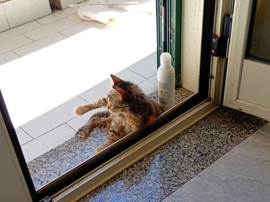 Adotta un gatto, femmina, 2 mesi, Bergamo
