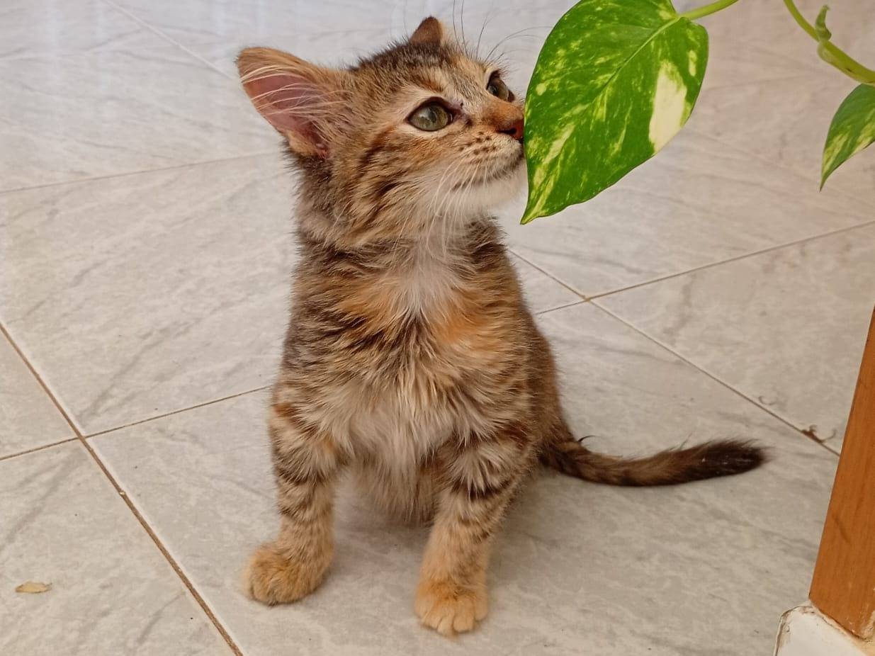 Adotta un gatto, taglia non valida, femmina, Bergamo