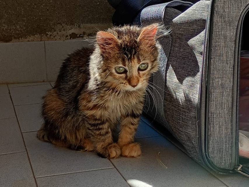 Vuoi adottare un gatto a Bergamo?