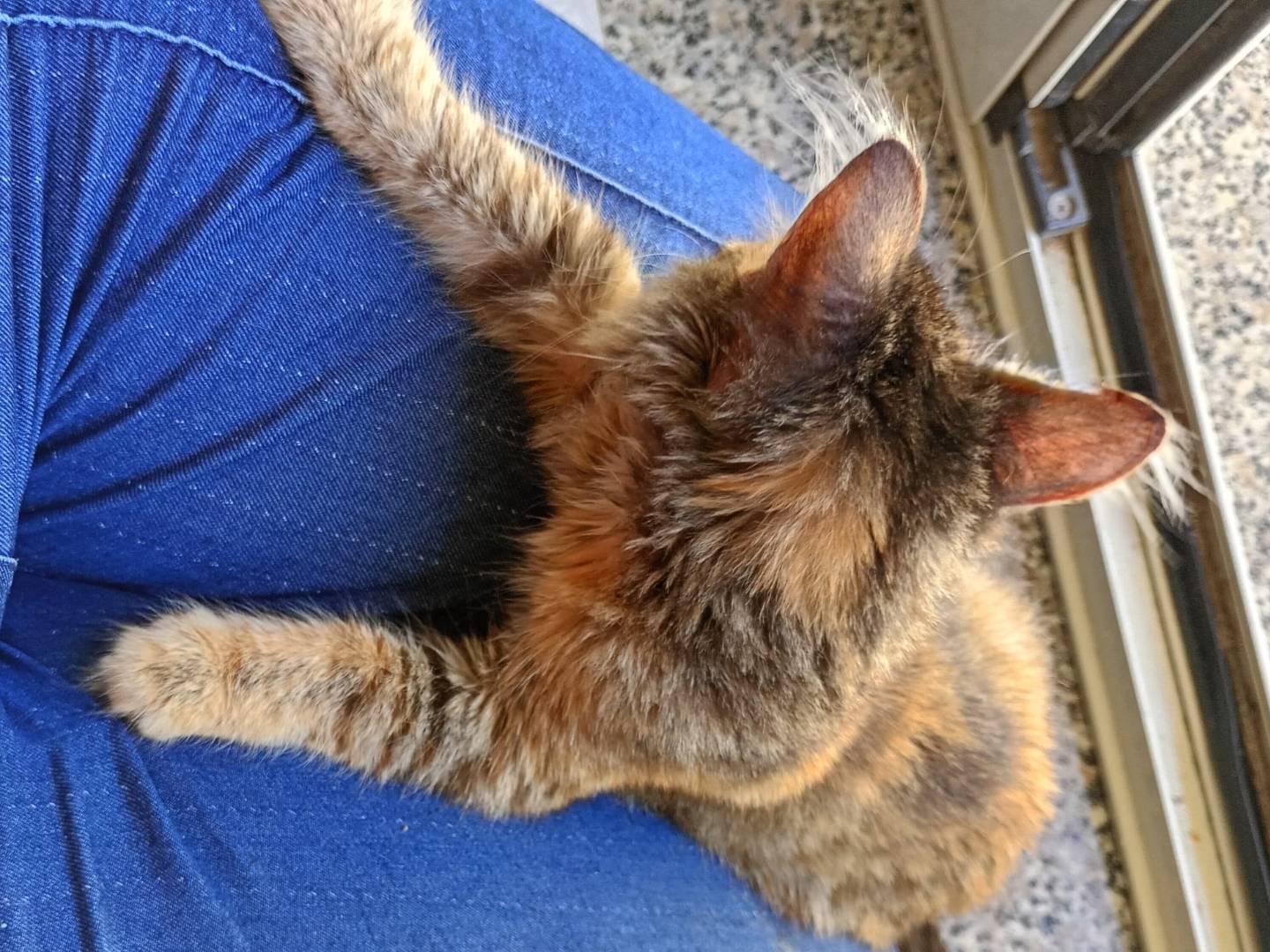 Adotta il gatto Rosabella a Bergamo