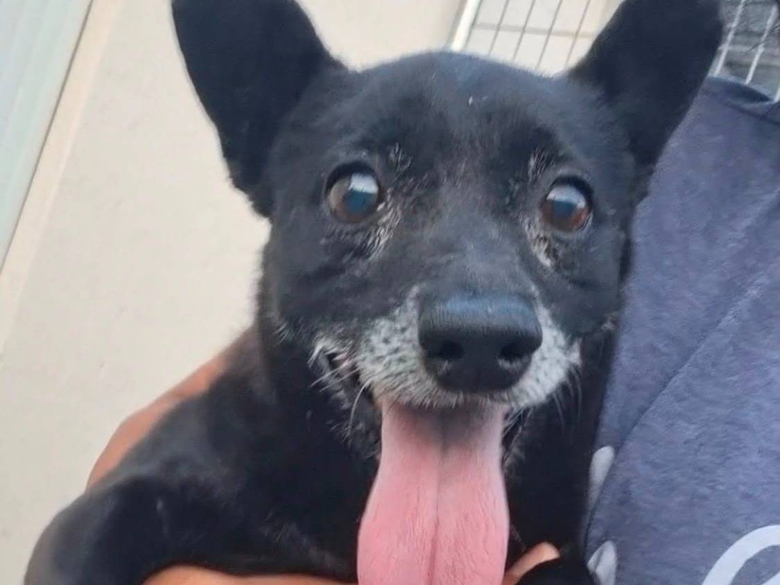 Adozione cane, maschio, Razza sconosciuta Razza sconosciuta, 10 anni e 1 mese, taglia piccola, Bari