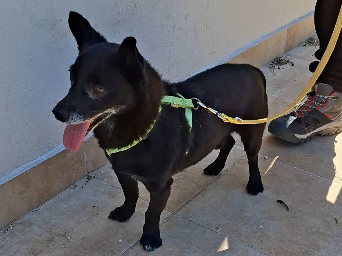 Adotta un cane, maschio, 10 anni e 1 mese, Bari