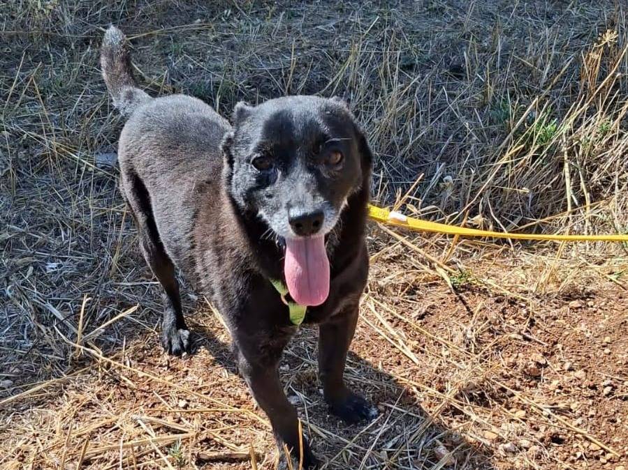 Adotta un cane, taglia piccola, maschio, Bari