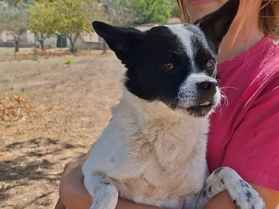 Adotta un cane, taglia piccola, maschio, Bari