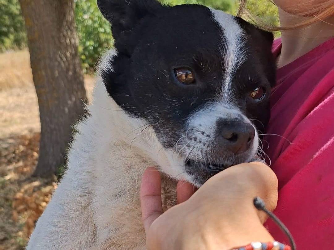 Adozione cane, maschio, Razza sconosciuta Razza sconosciuta, 3 anni e 2 mesi, taglia piccola, Bari