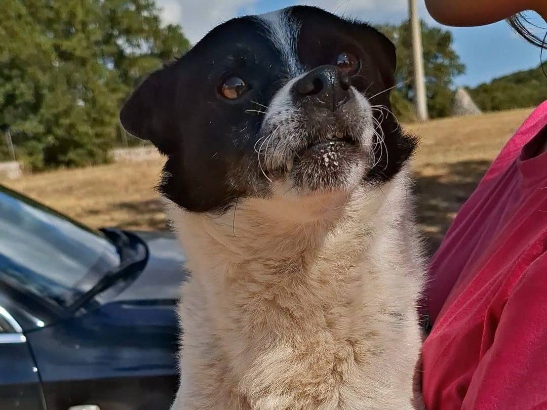 Adotta un cane, maschio, 3 anni e 2 mesi, Bari