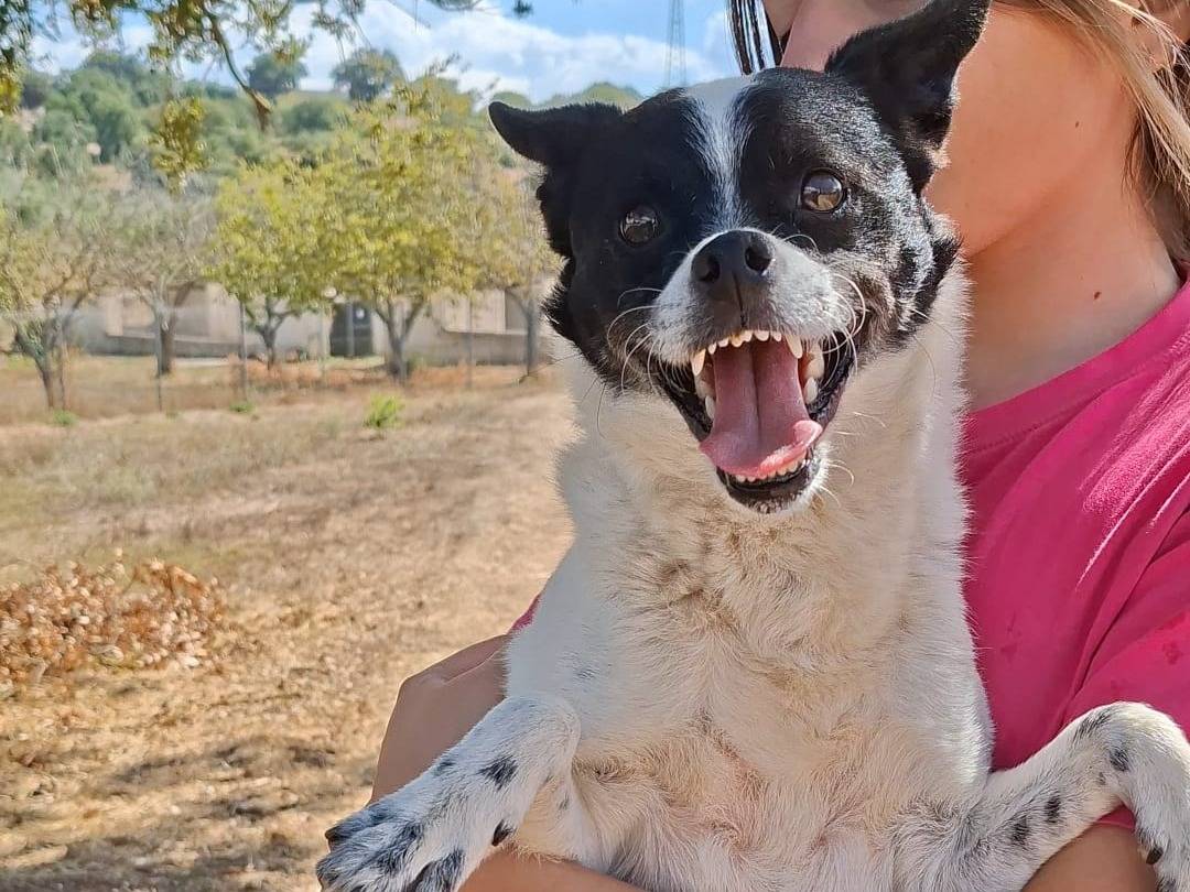 Vuoi adottare un cane a Bari?