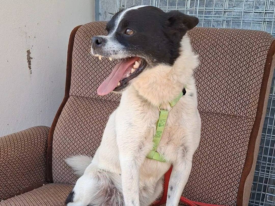 Adotta il cane carletto a Bari