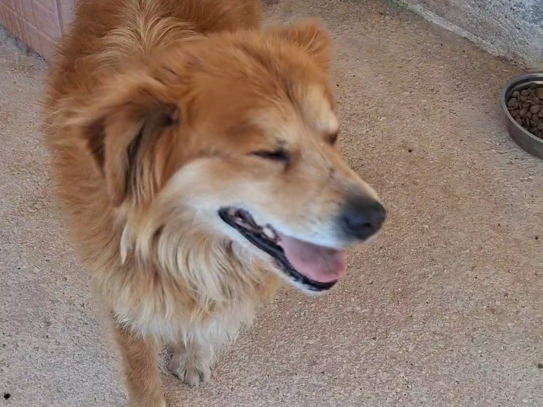 Adotta un cane, maschio, 8 anni, Bari