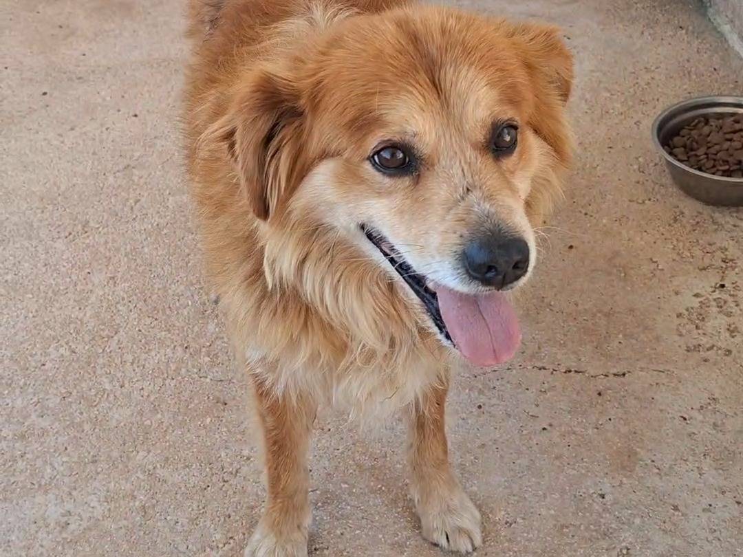 Adotta un cane, taglia media, maschio, Bari