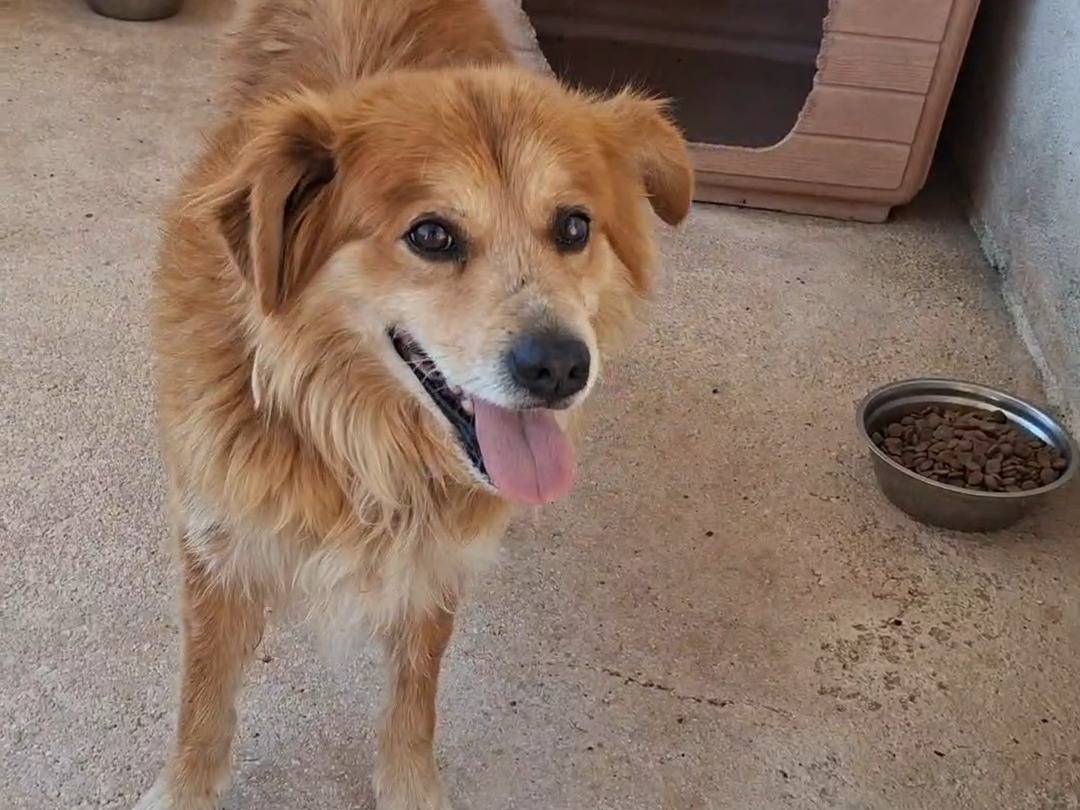 Adozione cane, maschio, Razza sconosciuta Razza sconosciuta, 8 anni, taglia media, Bari