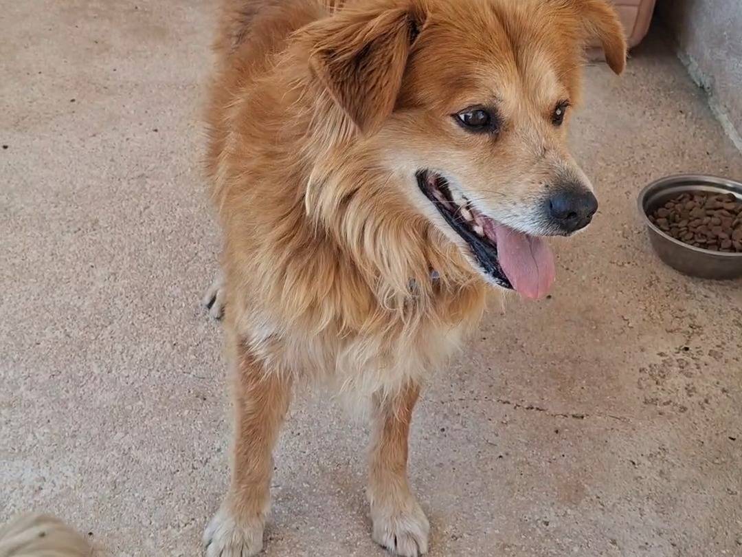 Vuoi adottare un cane a Bari?