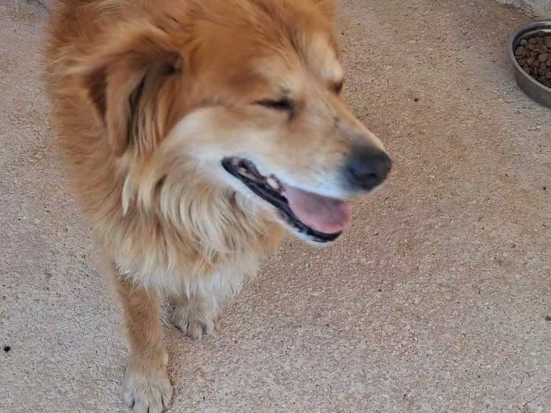 Adotta il cane Yommy a Bari