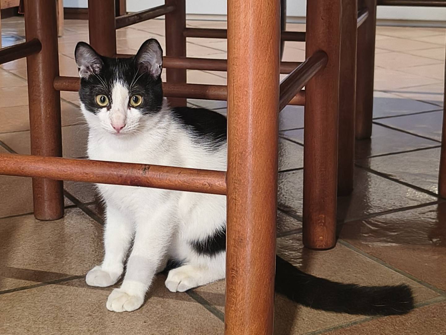 Adozione gatto, femmina, Razza sconosciuta Razza sconosciuta, 5 mesi, taglia non valida, Varese