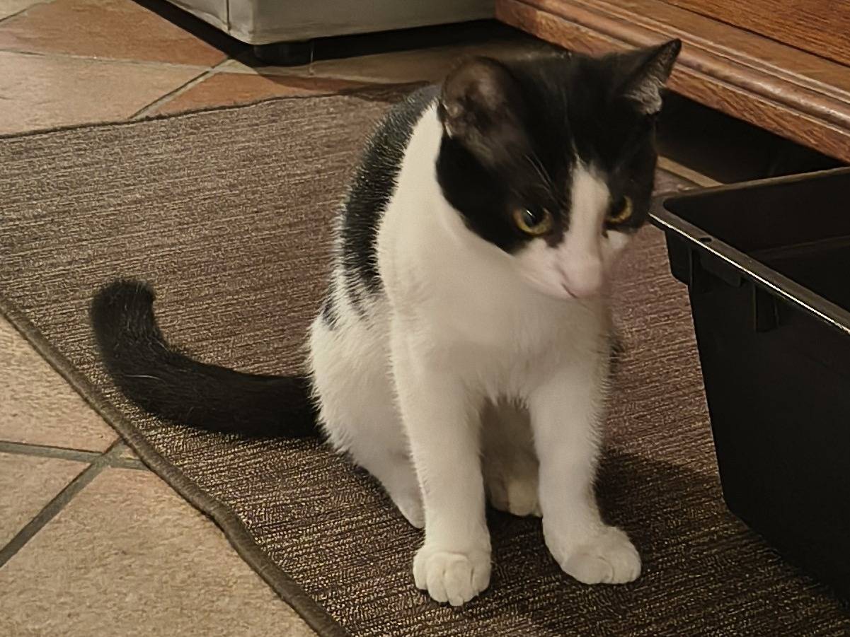 Adotta un gatto, femmina, 5 mesi, Varese