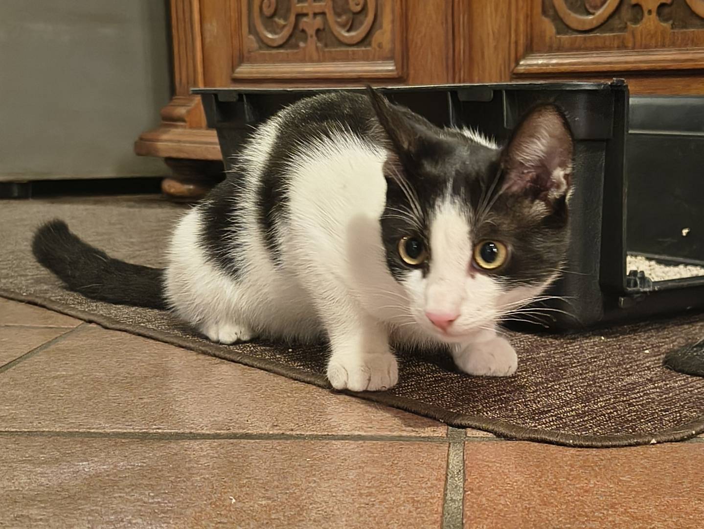 Adotta un gatto, taglia non valida, femmina, Varese