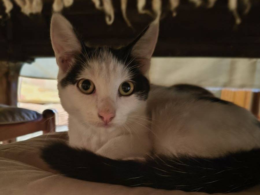 Vuoi adottare un gatto a Varese?