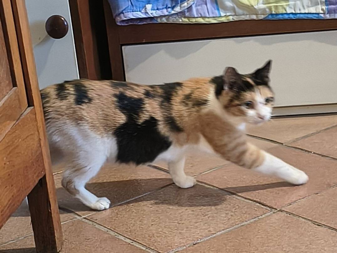 Adotta il gatto Marii a Varese