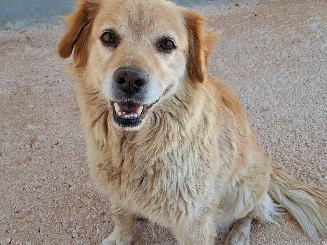 Adozione cane, femmina, Razza sconosciuta Razza sconosciuta, 8 anni, taglia media, Bari