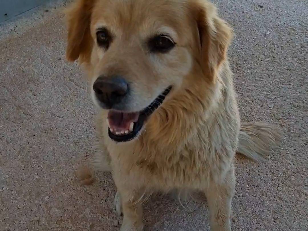 Adotta un cane, femmina, 8 anni, Bari