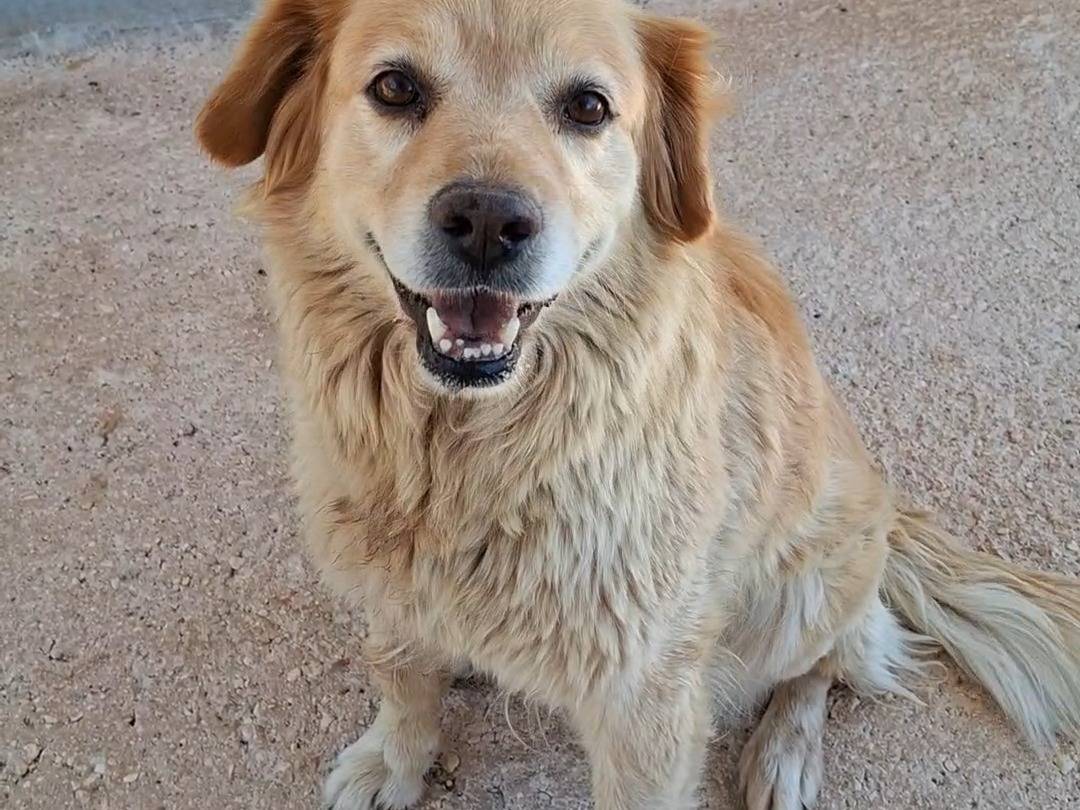 Adotta un cane, taglia media, femmina, Bari