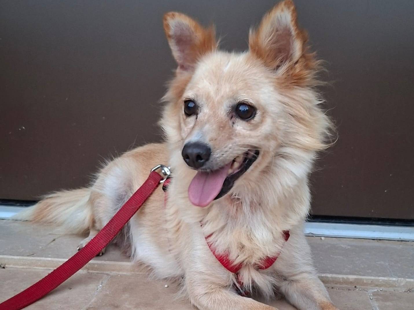 Adozione cane, femmina, Razza sconosciuta Razza sconosciuta, 3 anni e 3 mesi, taglia piccola, Bari
