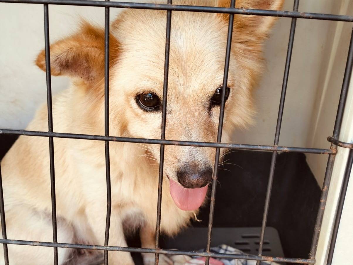 Adotta un cane, femmina, 3 anni e 3 mesi, Bari