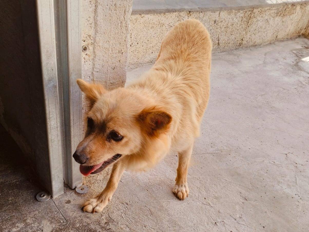 Adotta un cane, taglia piccola, femmina, Bari