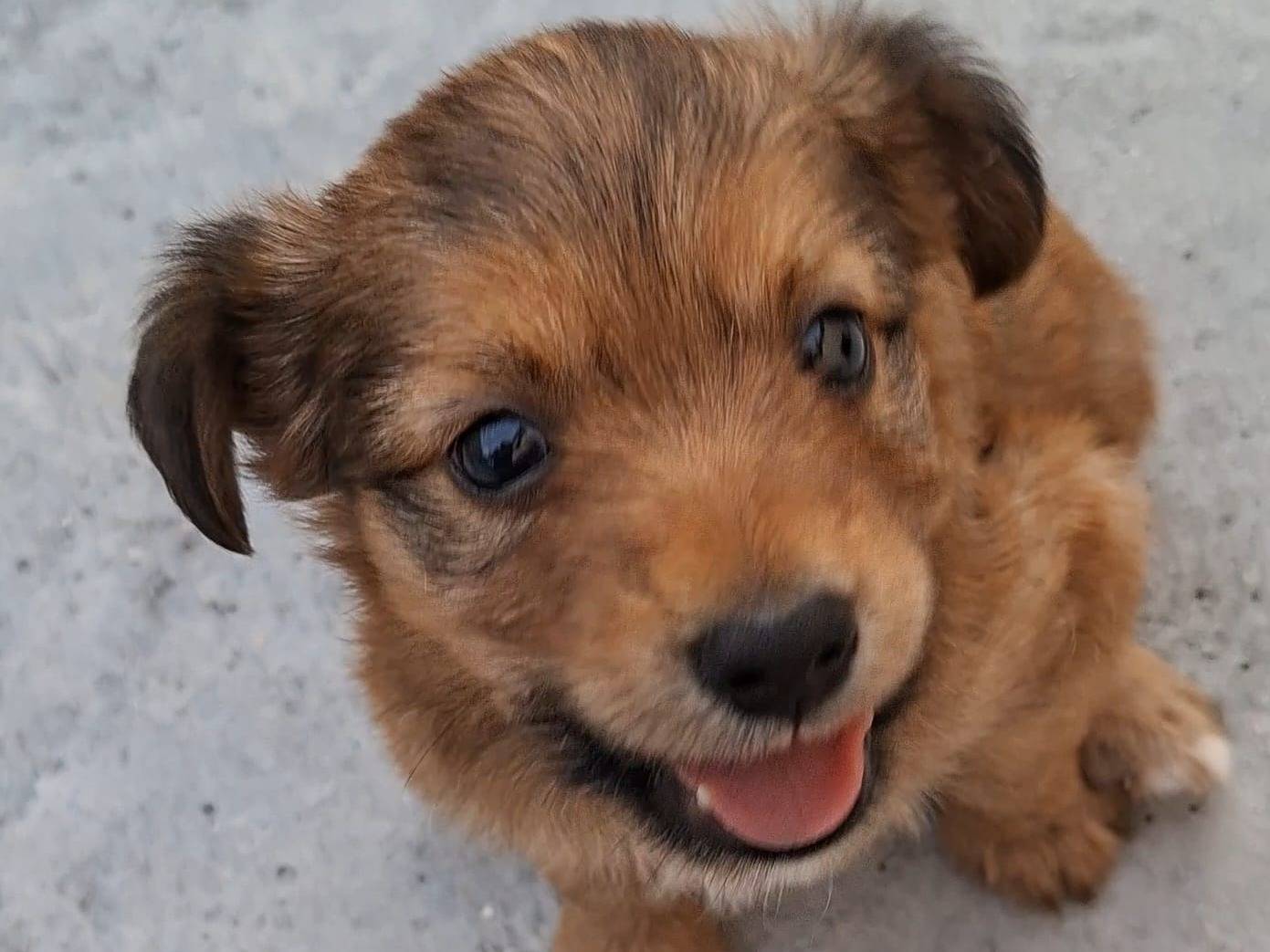 Adozione cane, maschio, Razza sconosciuta Razza sconosciuta, 2 mesi, taglia piccola, Bari