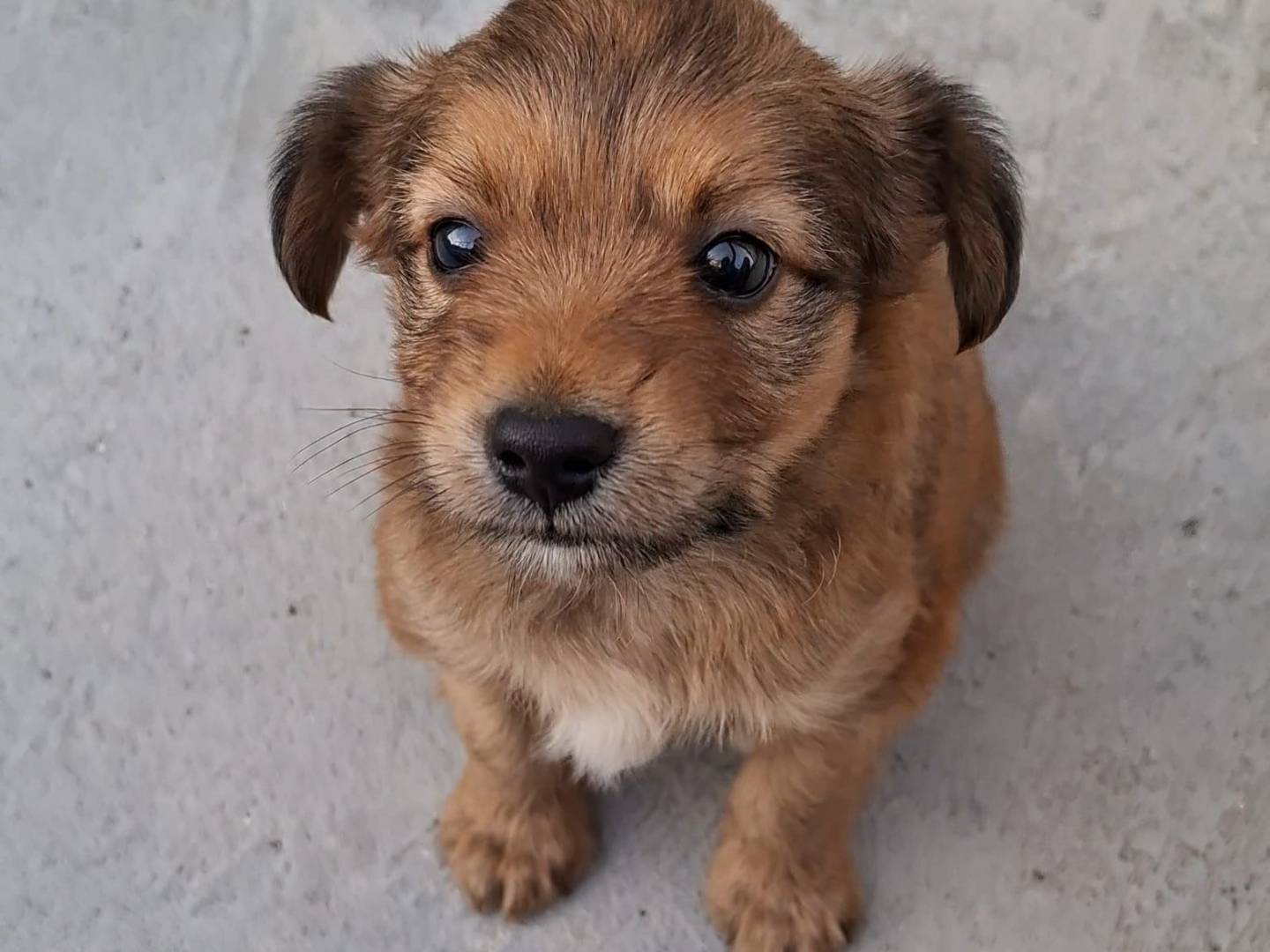 Adotta un cane, maschio, 2 mesi, Bari