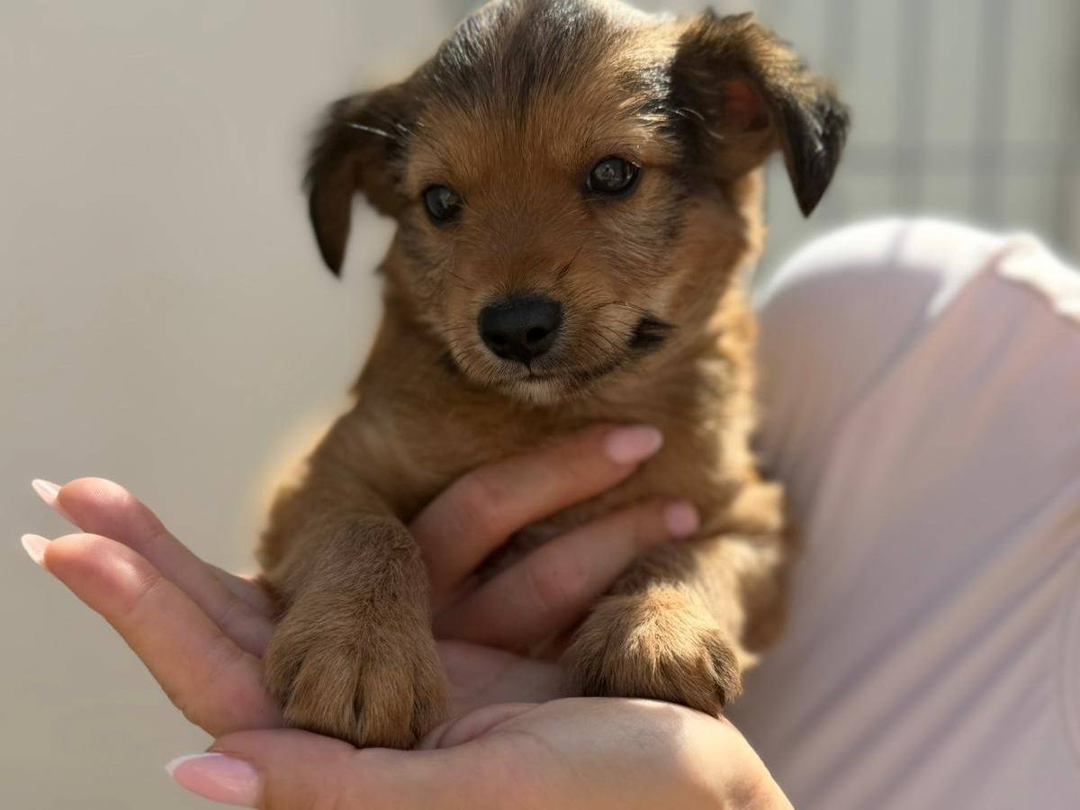 Adotta un cane, taglia piccola, maschio, Bari