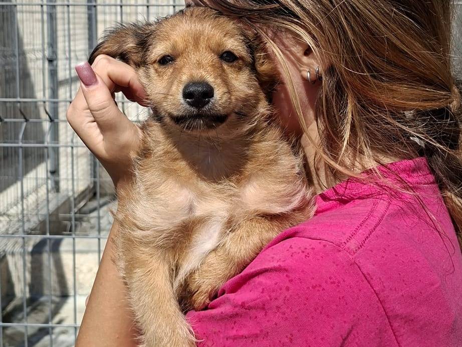 Vuoi adottare un cane a Bari?