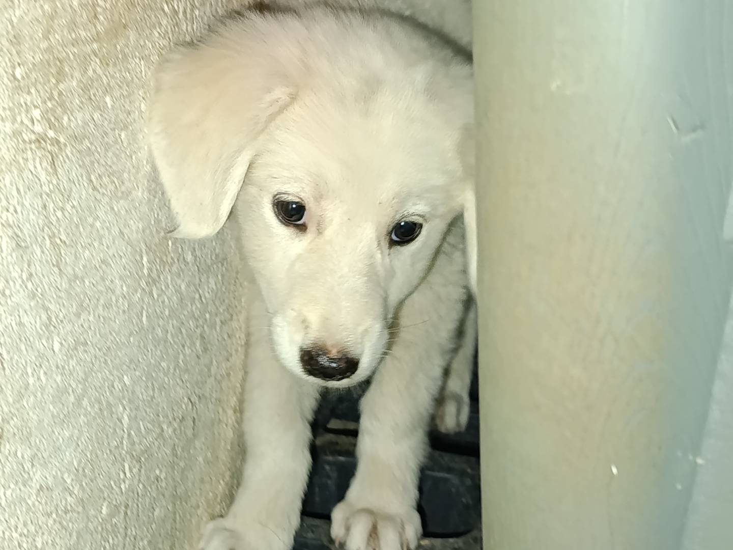 Adozione cane, femmina, Razza sconosciuta Razza sconosciuta, 3 mesi, taglia piccola, Bari