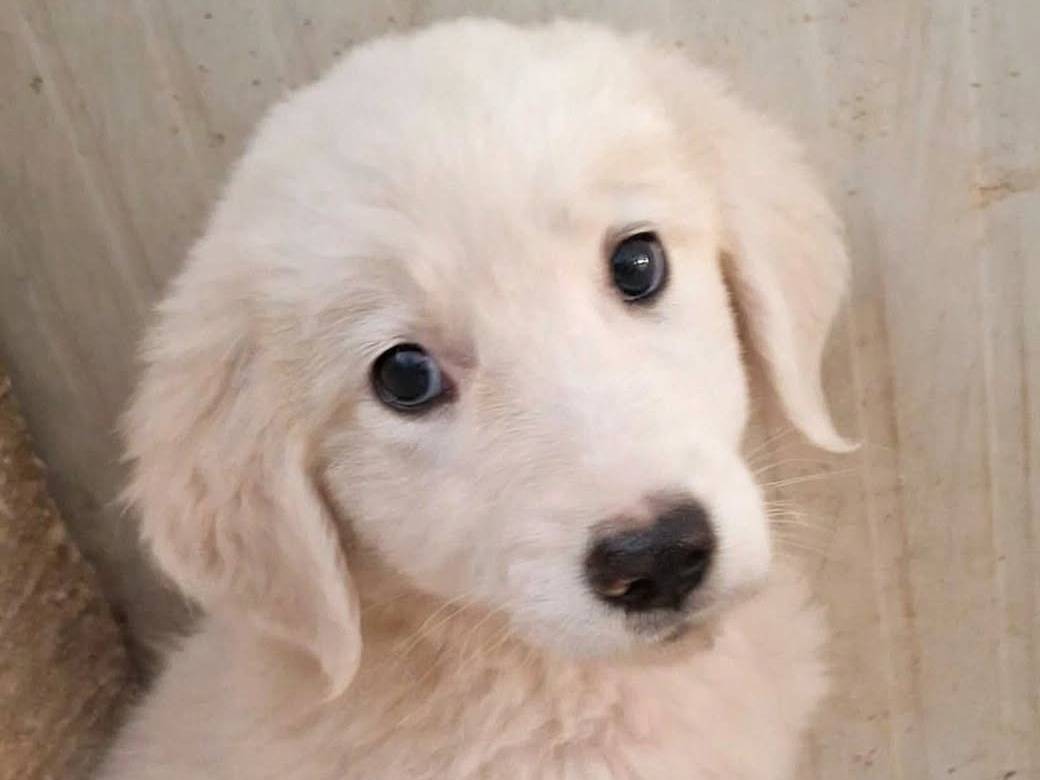 Adotta un cane, femmina, 3 mesi, Bari