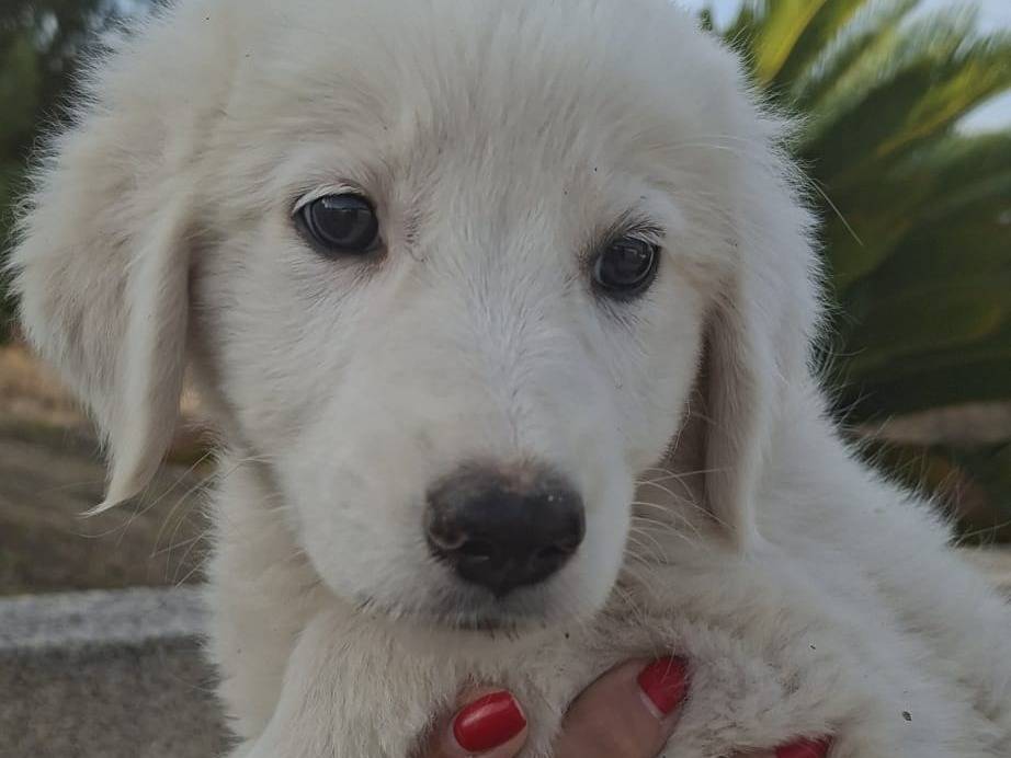 Adotta un cane, taglia piccola, femmina, Bari