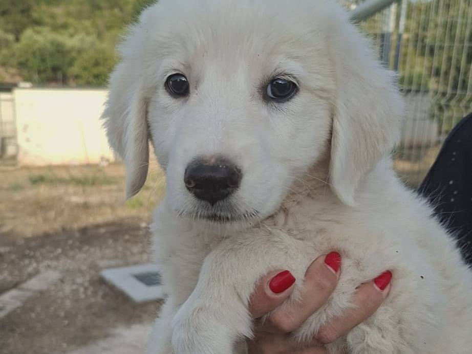 Vuoi adottare un cane a Bari?