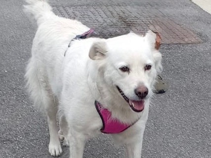 Adozione cane, femmina, Pastore maremmano Razza sconosciuta, 6 anni, taglia grande, Milano