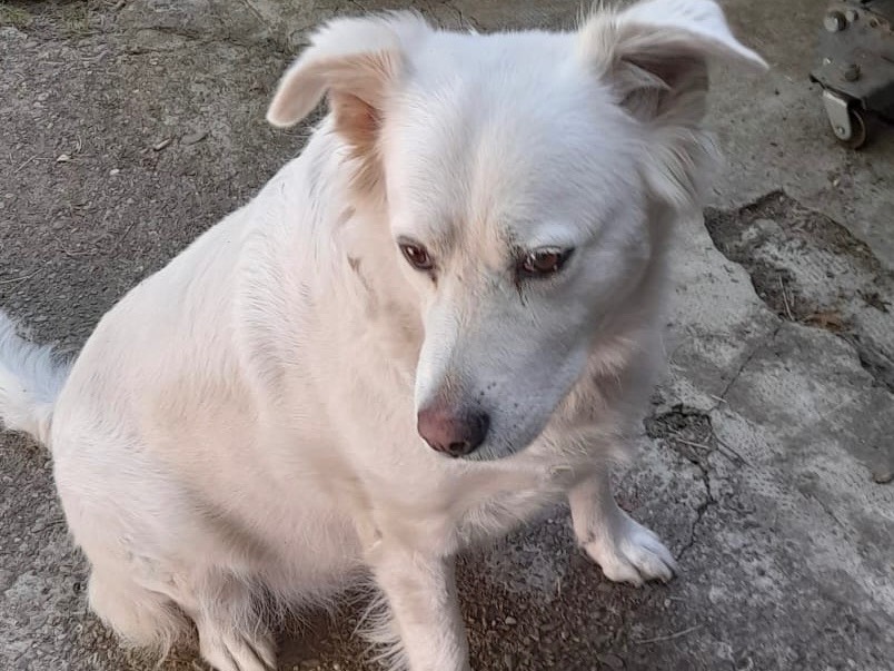 Adotta un cane, femmina, 6 anni, Milano