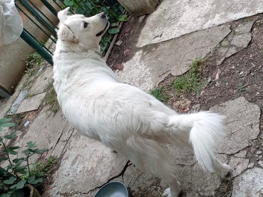 Adotta un cane, taglia grande, femmina, Milano