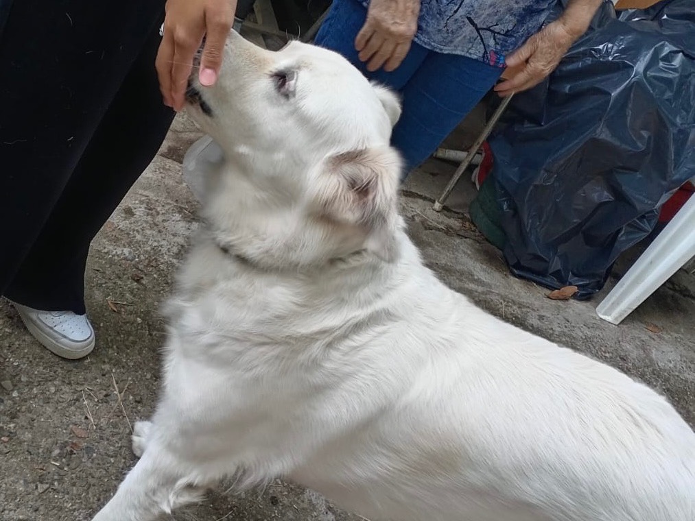 Vuoi adottare un cane a Milano?