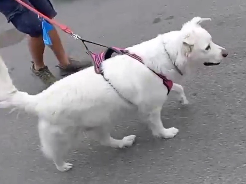 Adotta il cane Bianca a Milano
