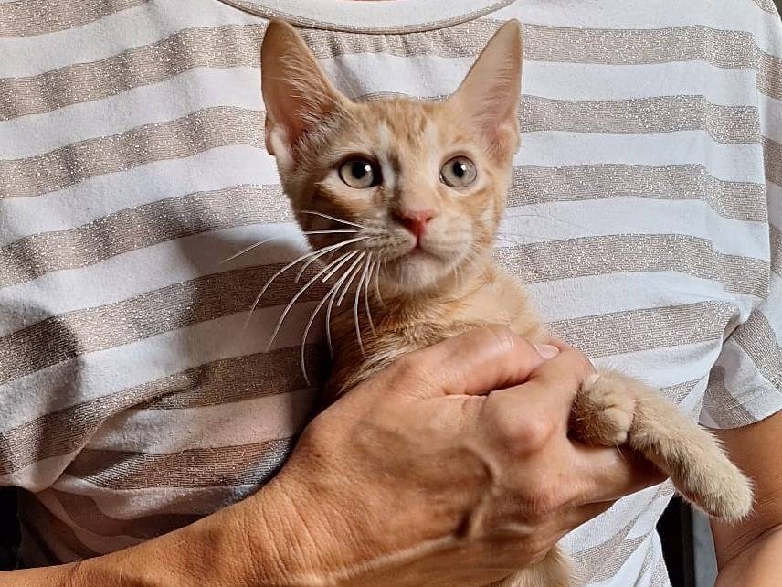 Adotta un gatto, taglia non valida, maschio, Milano