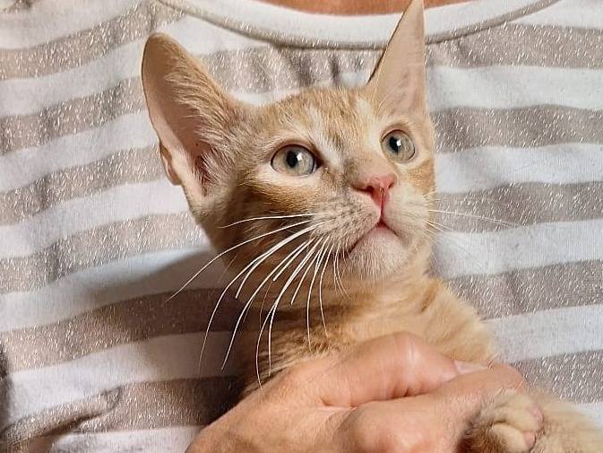 Vuoi adottare un gatto a Milano?