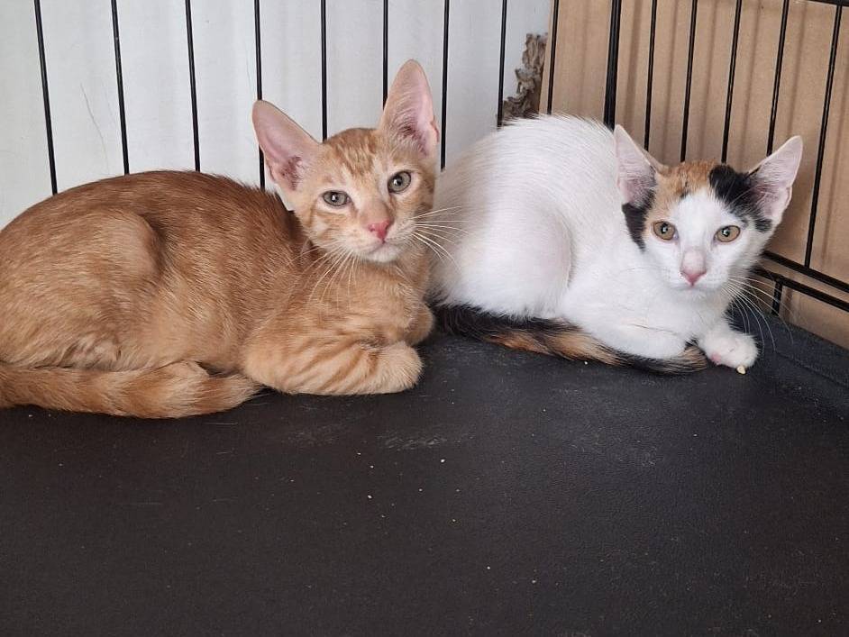 Adotta un gatto, maschio, 3 mesi, Milano